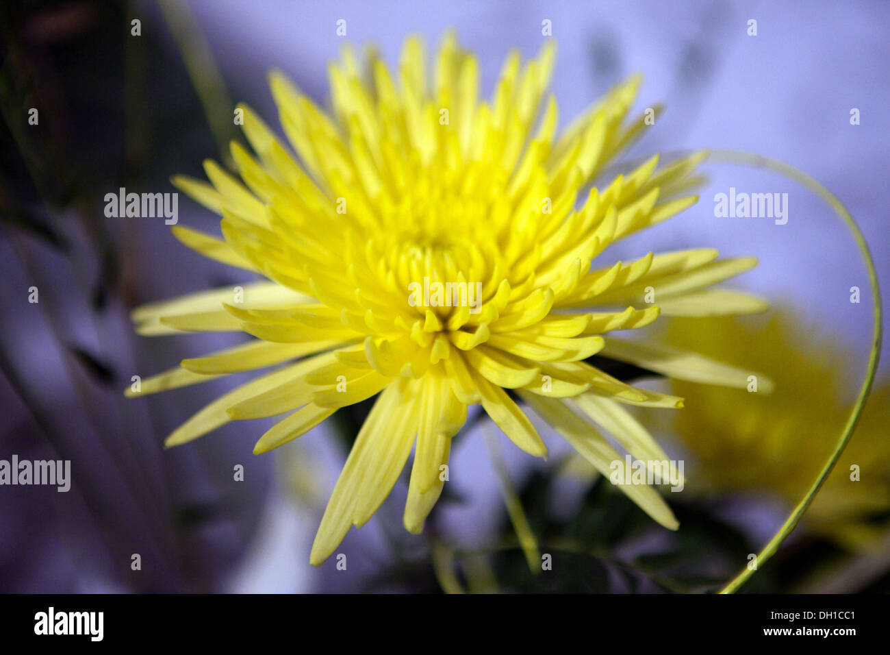 In der familie der asteraceae Fotos und Bildmaterial in hoher