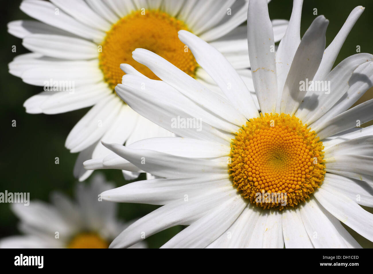 Traum in weiß Stockfoto