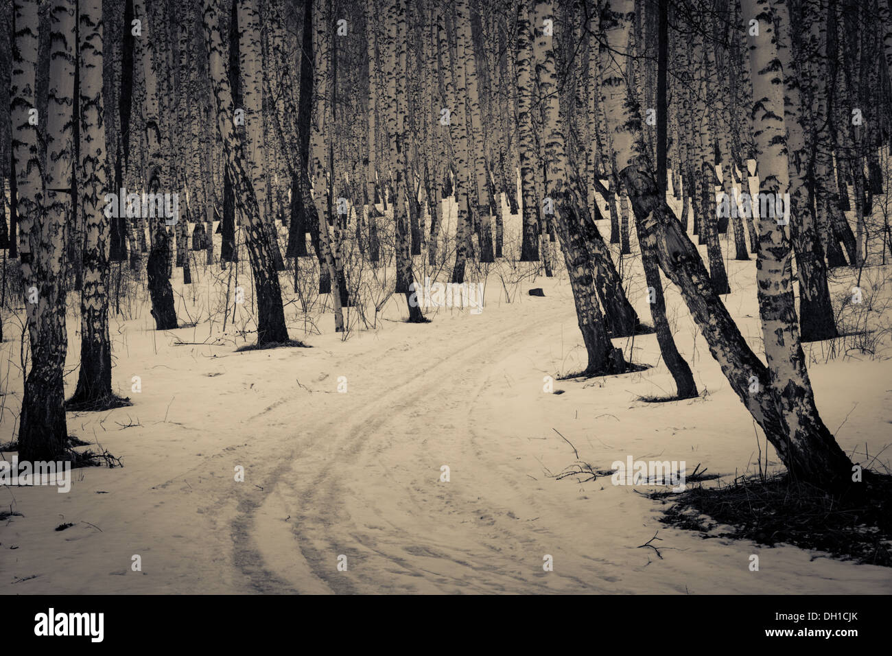 Ein sibirischer Wald im Winter in der Nähe von Krasnojarsk Stockfoto