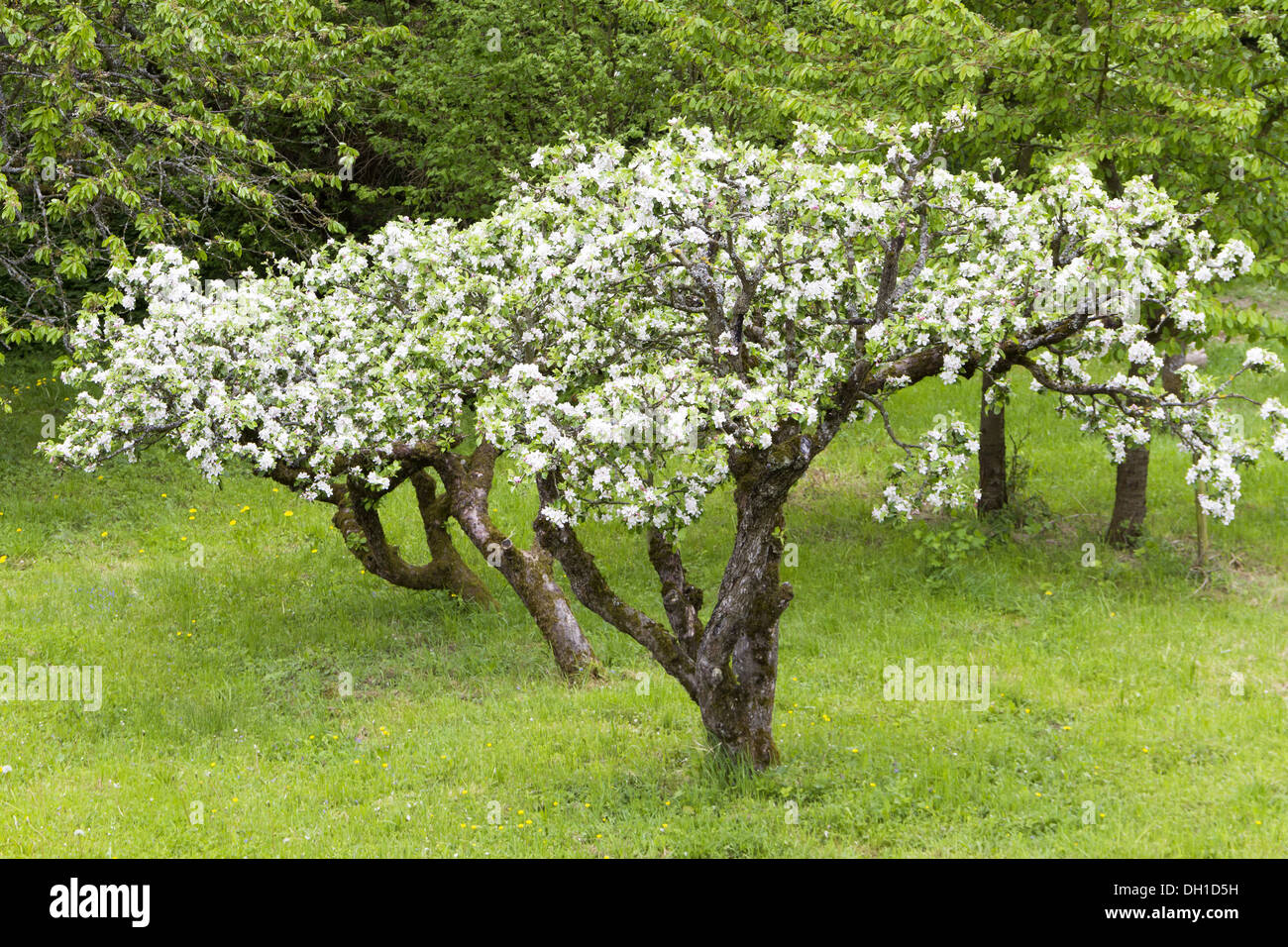 Fruehling obstbaumbluete bluehende obstbaeume altes Fotos und