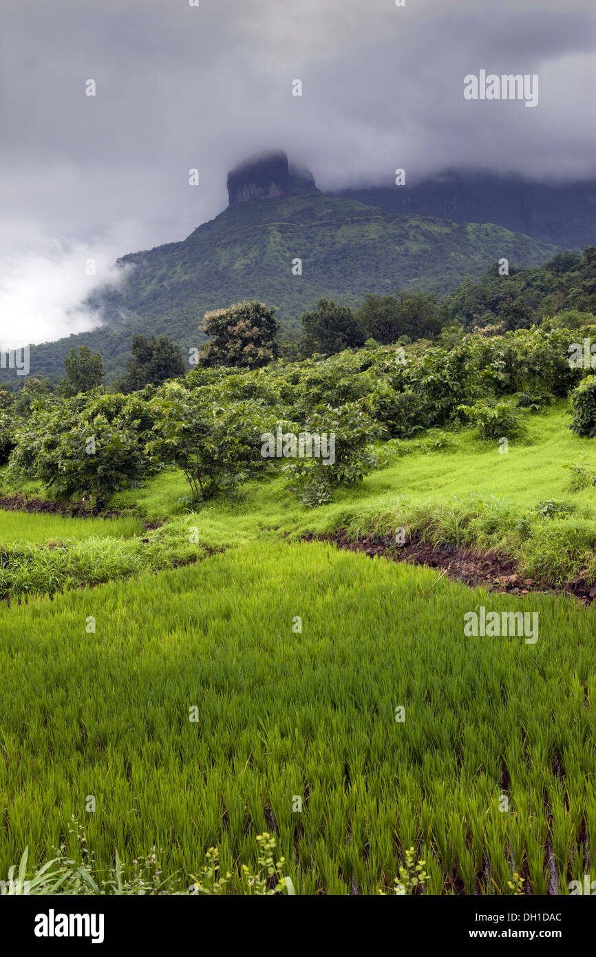 Reisfelder in der Nähe von Malshej Ghat Thane Maharashtra Indien Asien Stockfoto