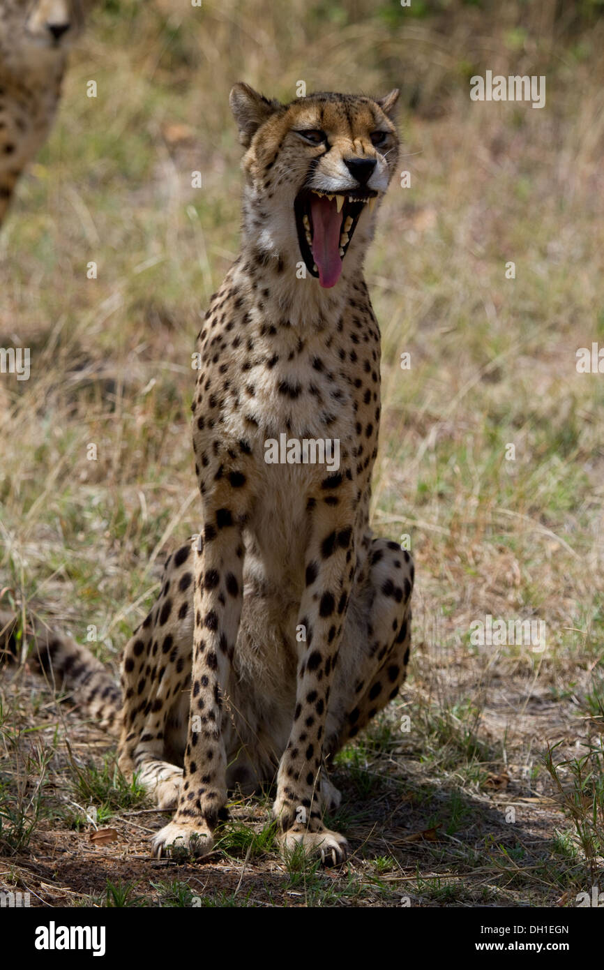 Gepard Gähnen Stockfoto