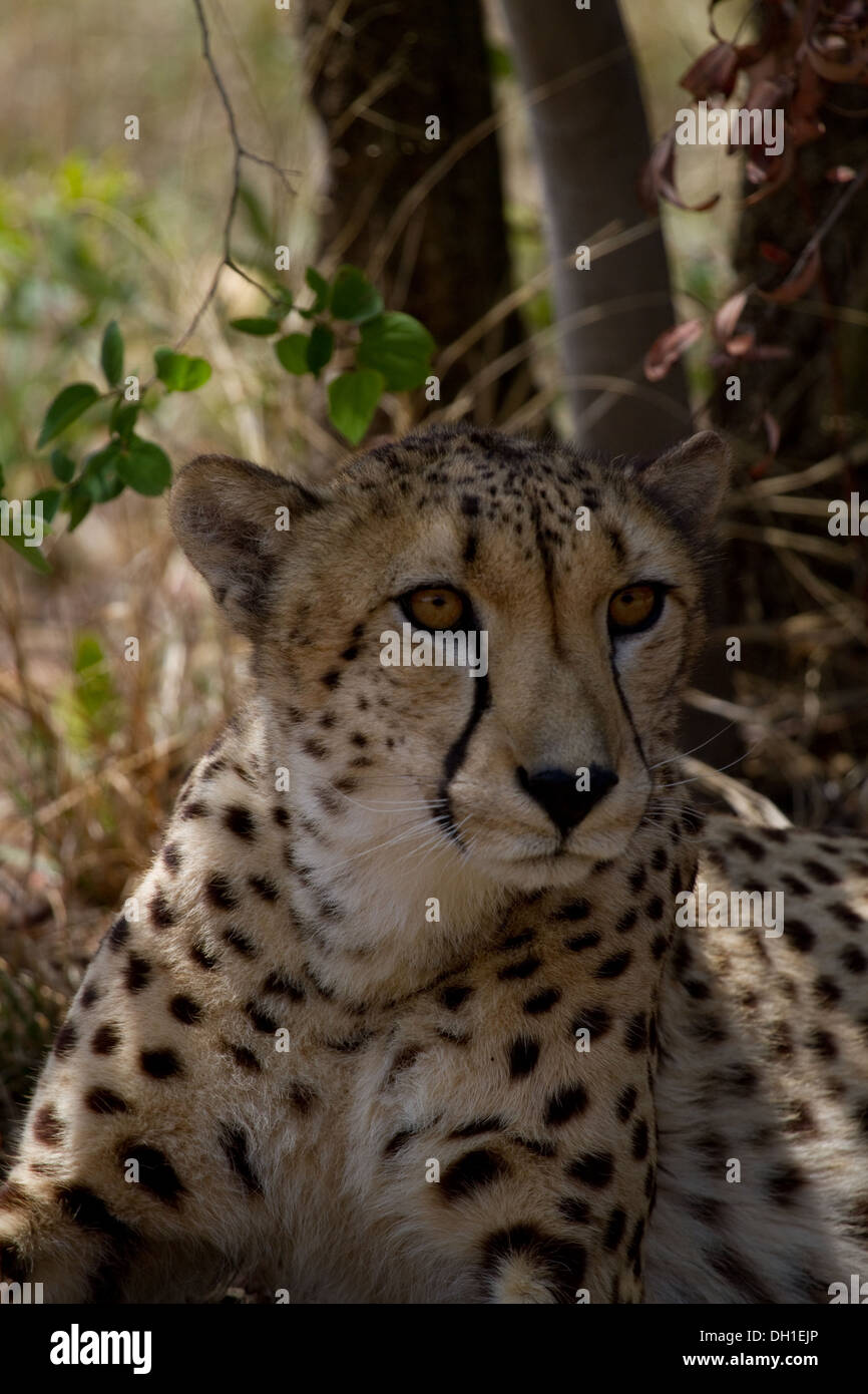 Gepard ausruhen im Schatten Stockfoto