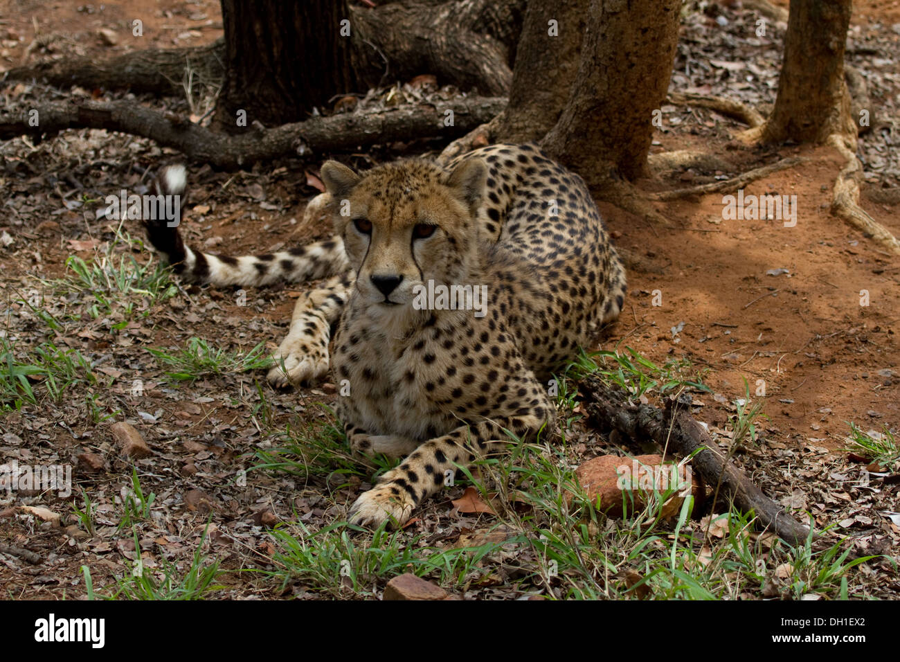 Gepard ausruhen im Schatten Stockfoto