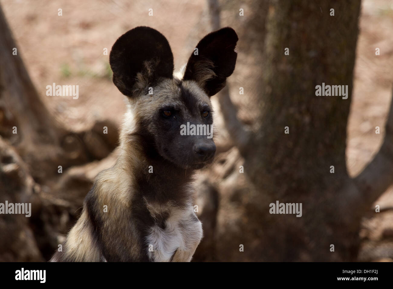 Wilde Hunde vom Aussterben bedrohte Arten Stockfoto