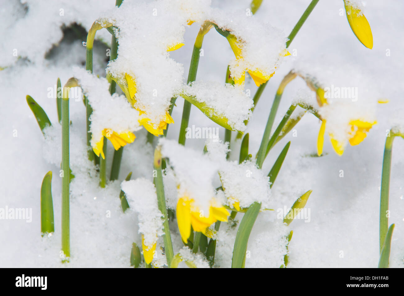 Konzept, Schnee, Blume, Narzissen, neues Leben, Wiedergeburt Stockfoto