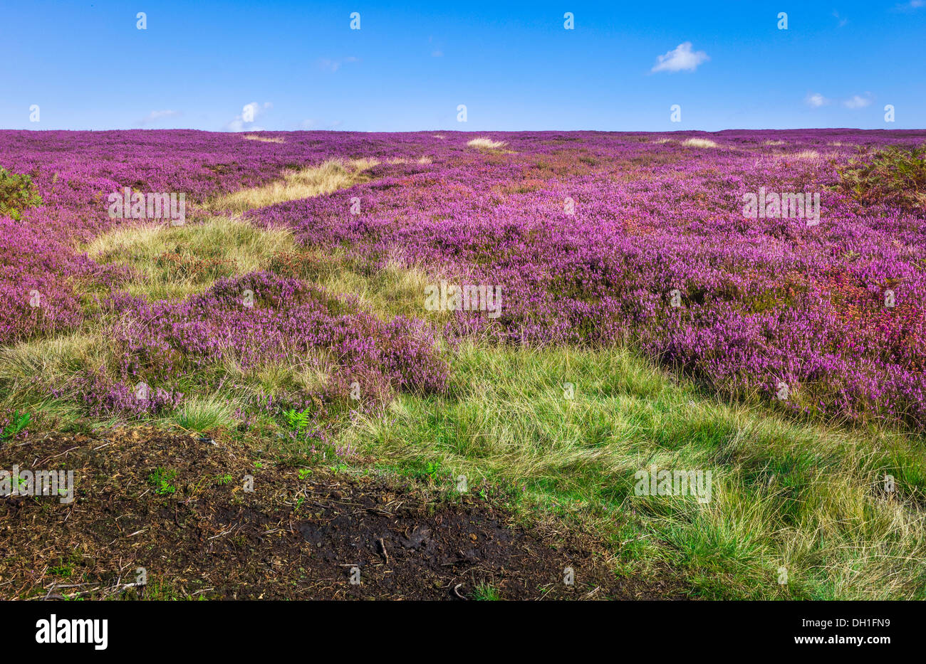 Heather in voller Blüte im Reich Lavendel Farbe über die robuste North York Moors National Park in der Nähe von Goathland, Yorkshire, Großbritannien. Stockfoto