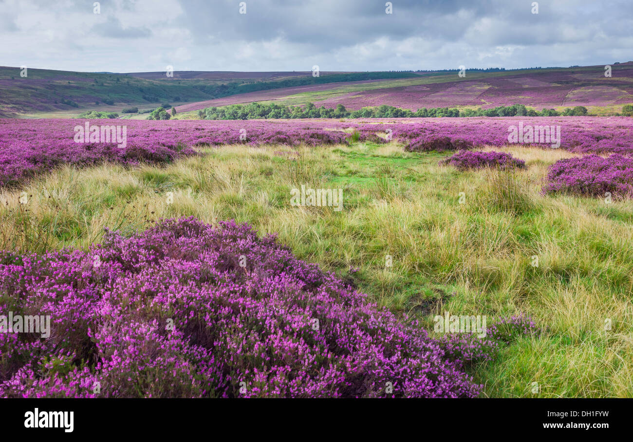 Goathland, Yorkshire, Großbritannien. Heather in voller Blüte über die robuste North York Moors National Park in der Nähe von Goathland, Yorkshire, Großbritannien. Stockfoto