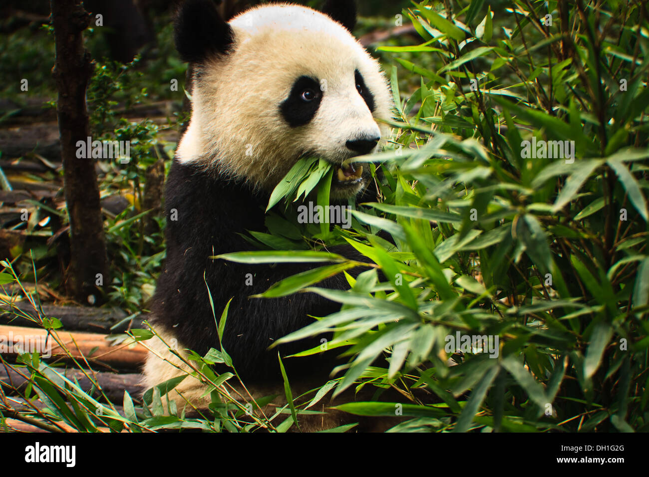 Panda Bär essen Bambus in Chengdu Panda Aufzuchtzentrum sichuan China Stockfoto