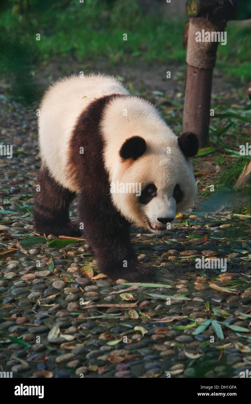 Panda Bären in Chengdu Panda Aufzuchtzentrum sichuan China Asien Stockfoto