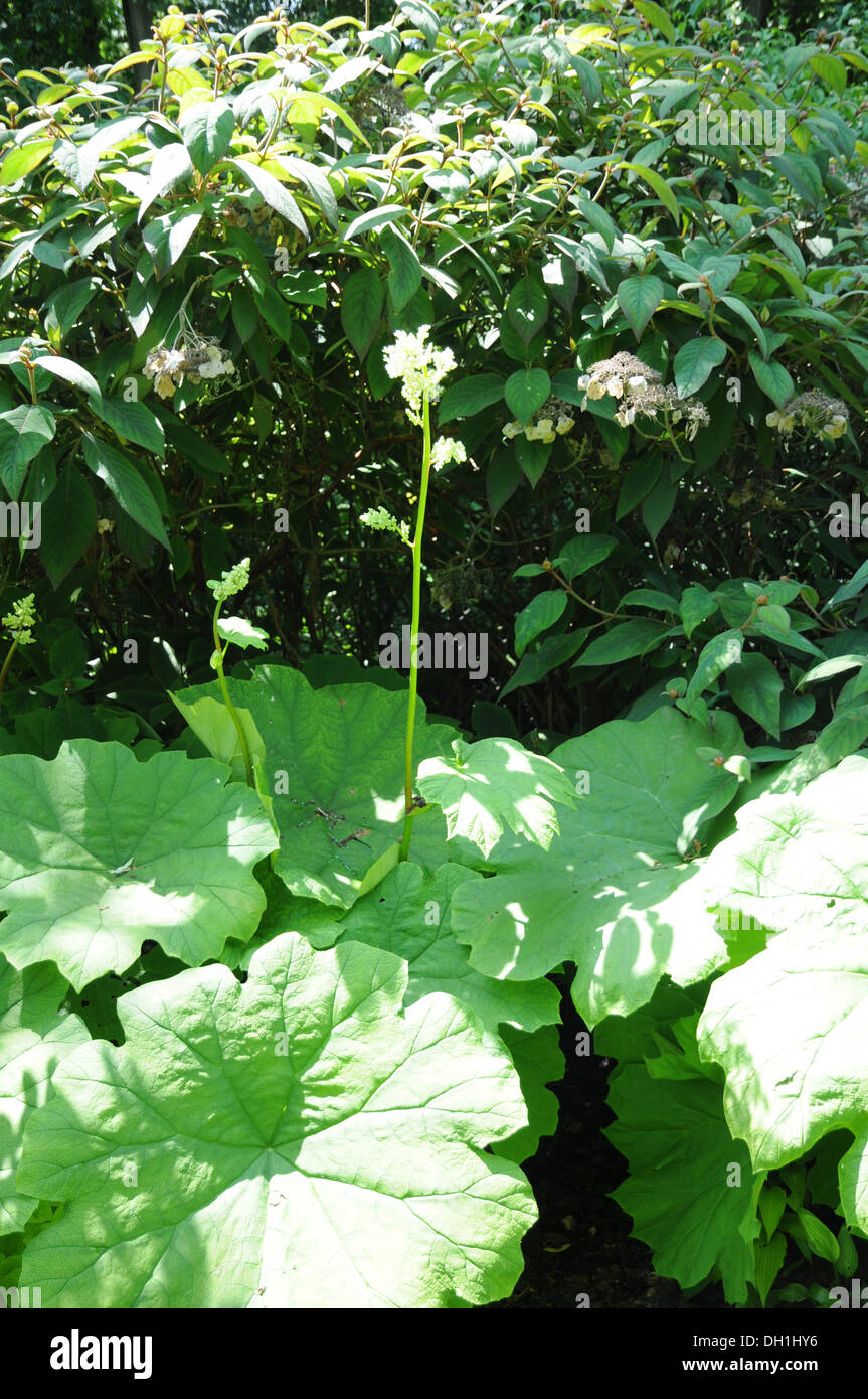 Rodgersia tabularis Stockfoto