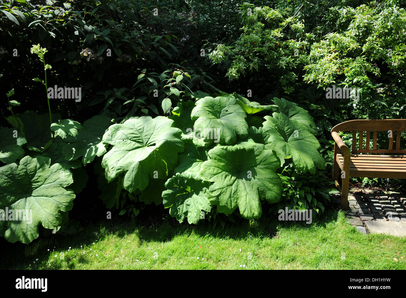 Rodgersia tabularis Stockfoto