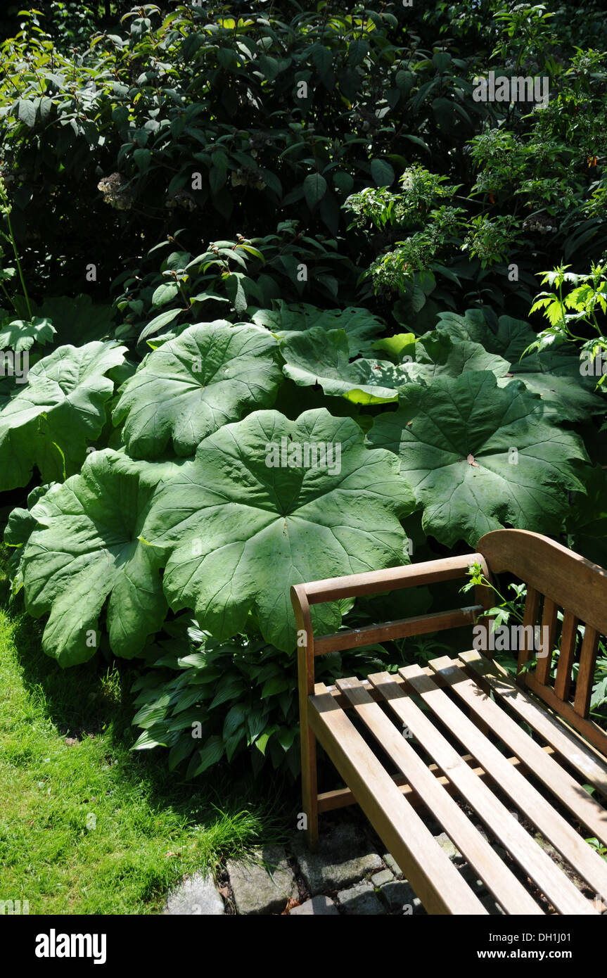 Rodgersia tabularis Stockfoto