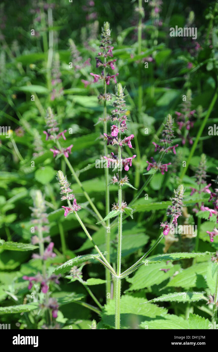 Hedge Woundwort Stockfoto