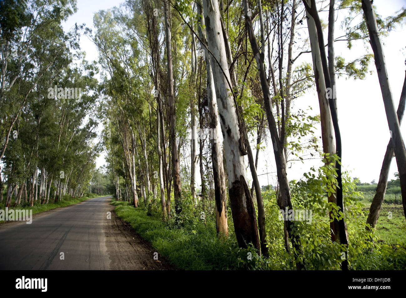 von Bäumen gesäumten Straße von Ralegaon Siddhi Dorf von Anna Hazare Maharashtra Indien Asien Stockfoto