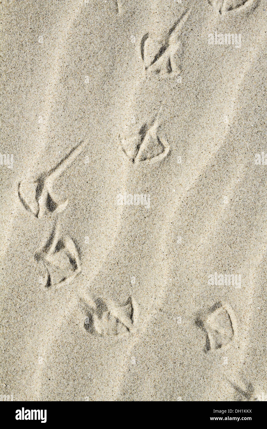 Sand mit Fußabdruck einer Möwe Stockfoto