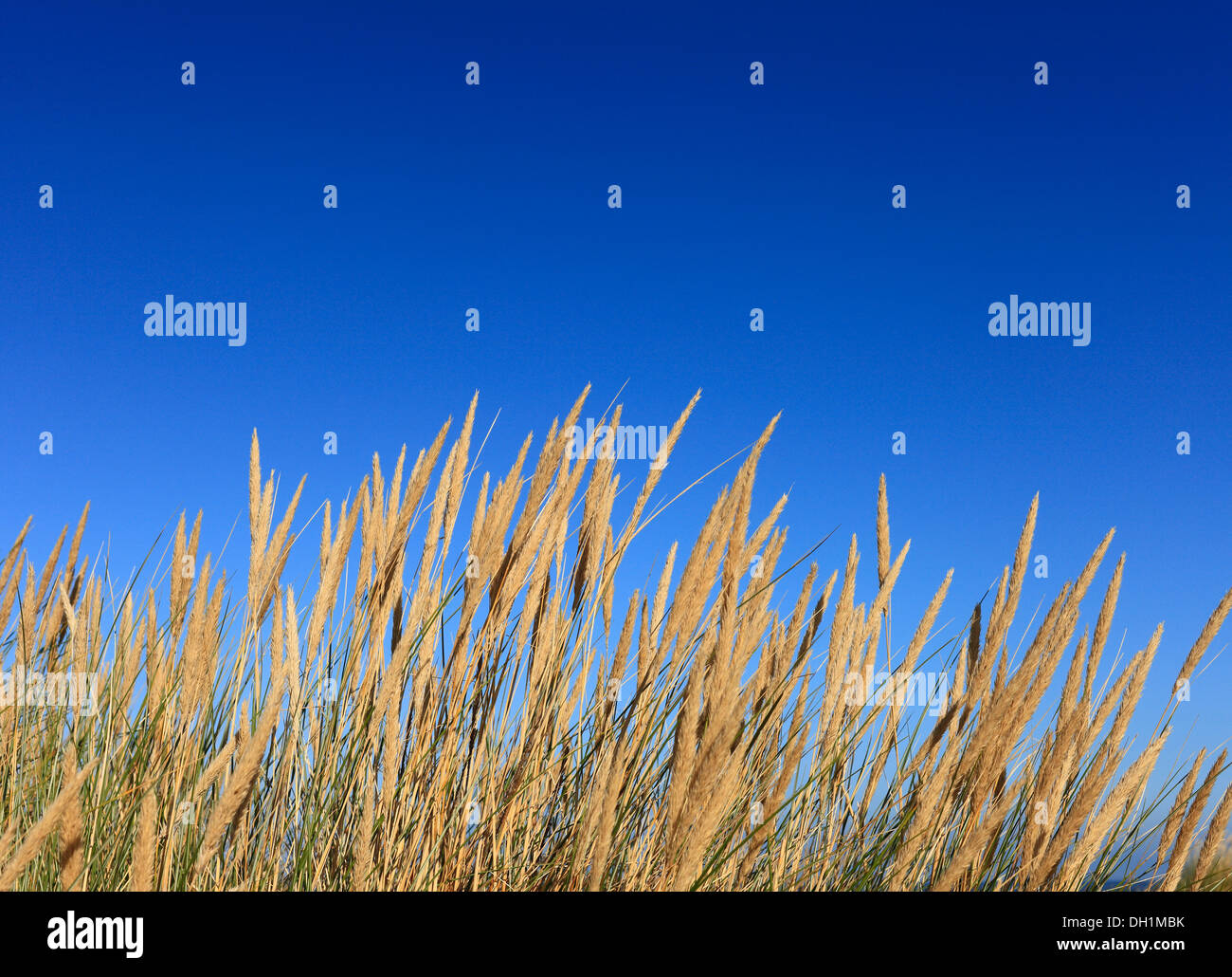 Dünengebieten Grass wächst in Holme-Next-the-Sea an der Küste von Norfolk mit einem klaren blauen Himmel. Stockfoto