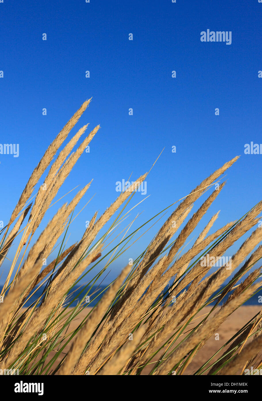Dünengebieten Grass wächst in Holme-Next-the-Sea an der Küste von Norfolk mit einem klaren blauen Himmel. Stockfoto