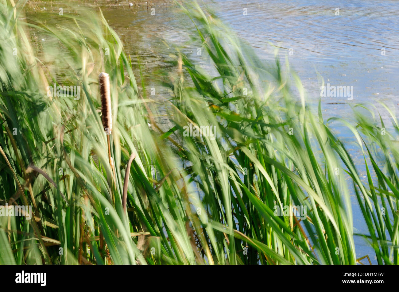 Rohrkolben wehen im Wind neben Marschland Lebensraum. (Typha) Stockfoto