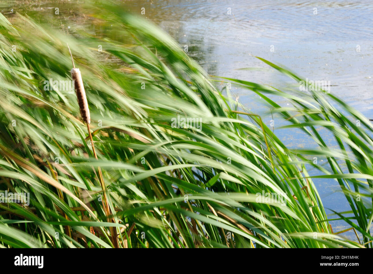 Rohrkolben wehen im Wind neben Marschland Lebensraum. (Typha) Stockfoto