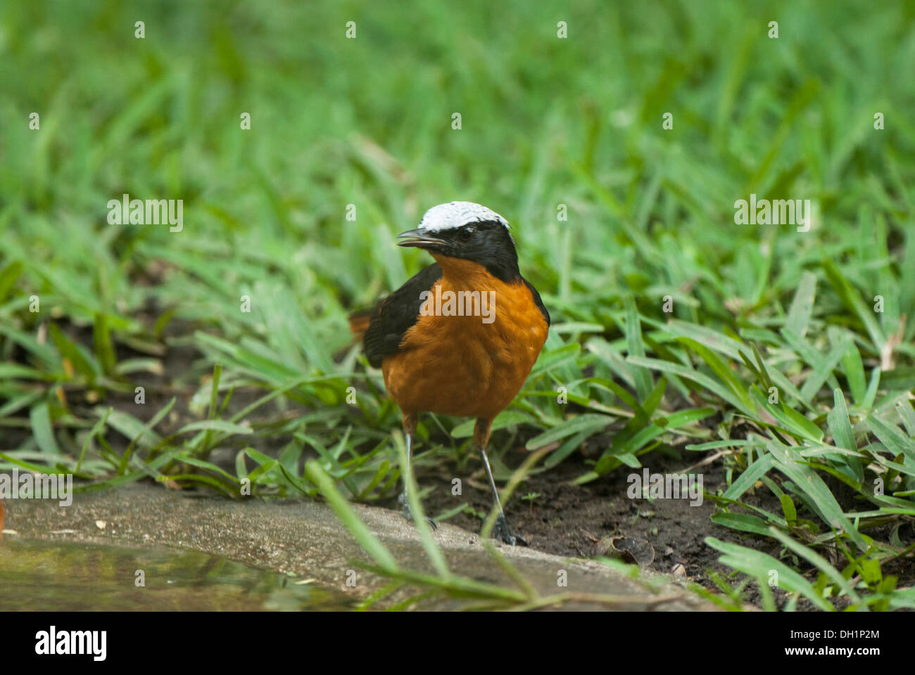 Vogel, die in Baden. Stockfoto