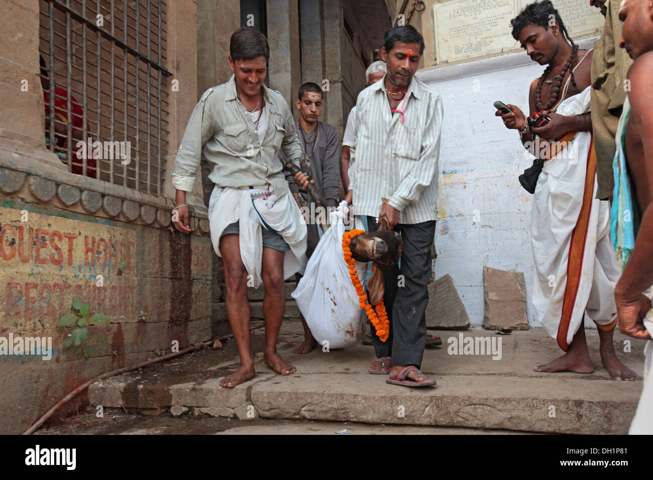 tote Kuh für Feuerbestattung in Varanasi Uttar Pradesh, Indien Stockfoto