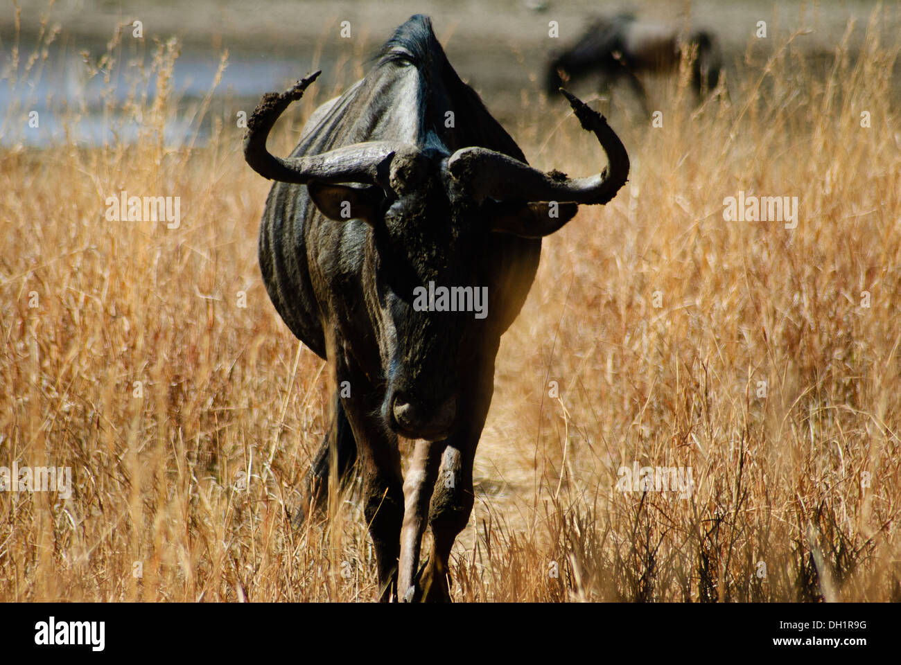 GNU zu Fuß im Pilanesberg National Park Stockfoto