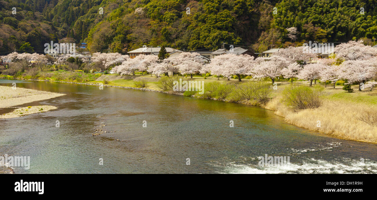 Sakura Rosa blühenden Bäumen entlang des Flusses in der Nähe von die Kintai-Brücke, Iwakuni Japan Stockfoto