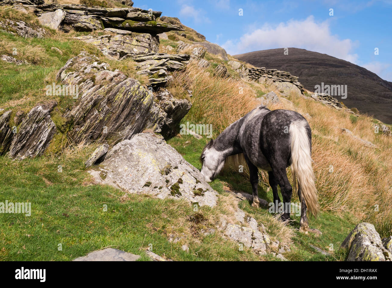 Wild Welsh Mountain Pony Weiden an den Hängen des Pen yr Helgi Du in Carneddau Berge von Snowdonia, Ogwen Valley, North Wales, UK Stockfoto