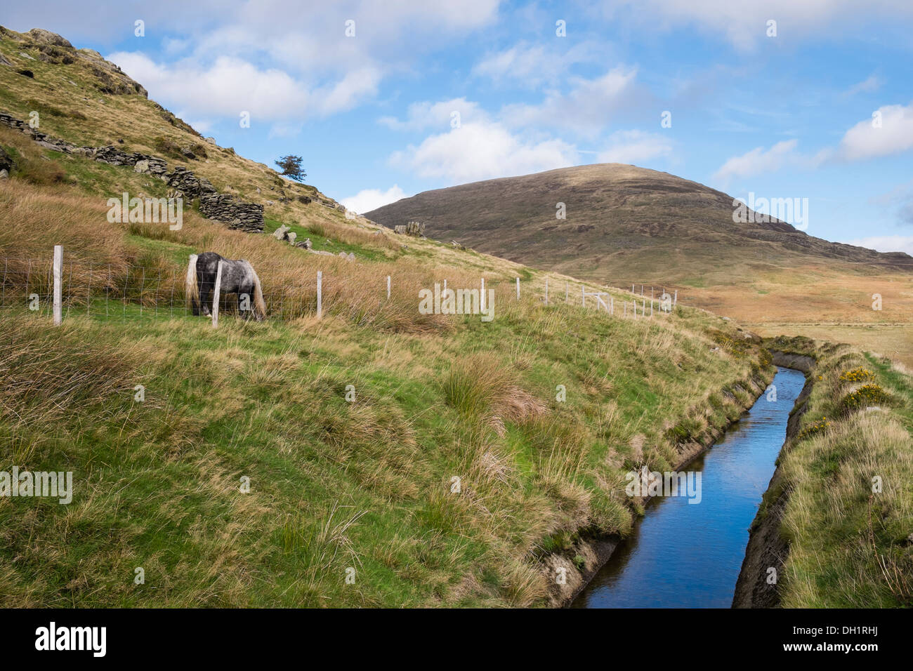 Leet mit wild Mountain Pony Weiden auf Stift yr Helgi Du Pisten in Carneddau Berge von Snowdonia Ogwen Valley North Wales UK Stockfoto