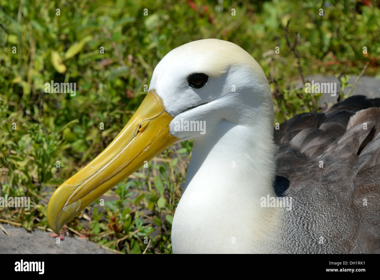 Winkte Albatross auf Espanola Insel Galapagos Stockfoto