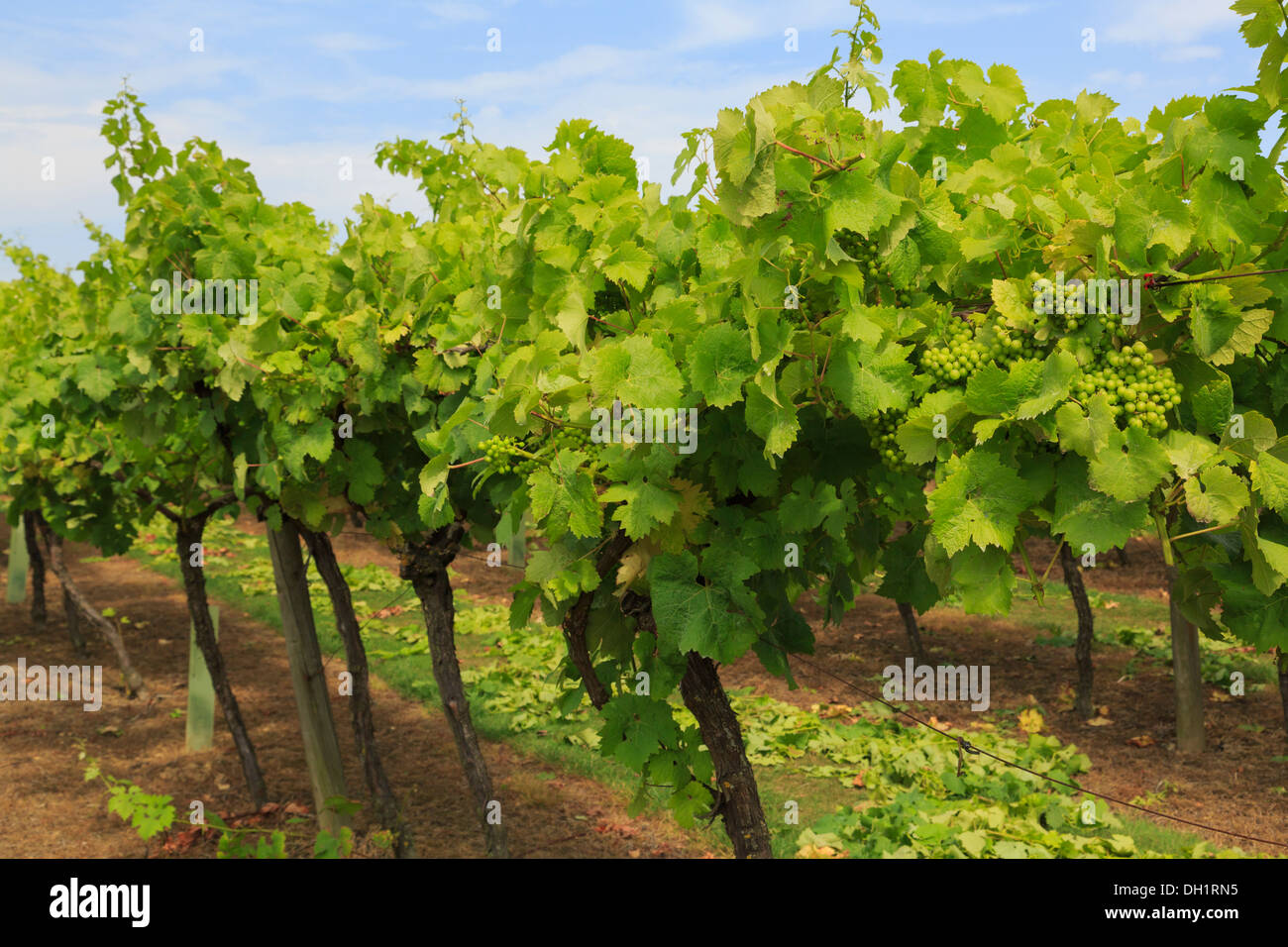 Reihen von Weinreben mit Trauben von Reifen weißen Trauben wachsen auf einem Weingut im Spätsommer Biddenden Kent England UK Großbritannien Stockfoto