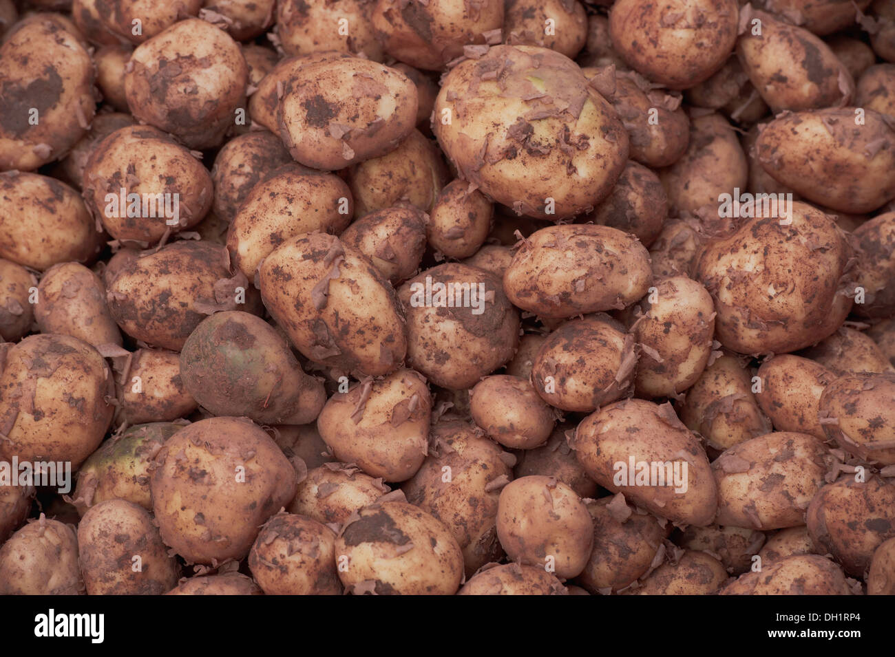 Kartoffeln Stockfoto