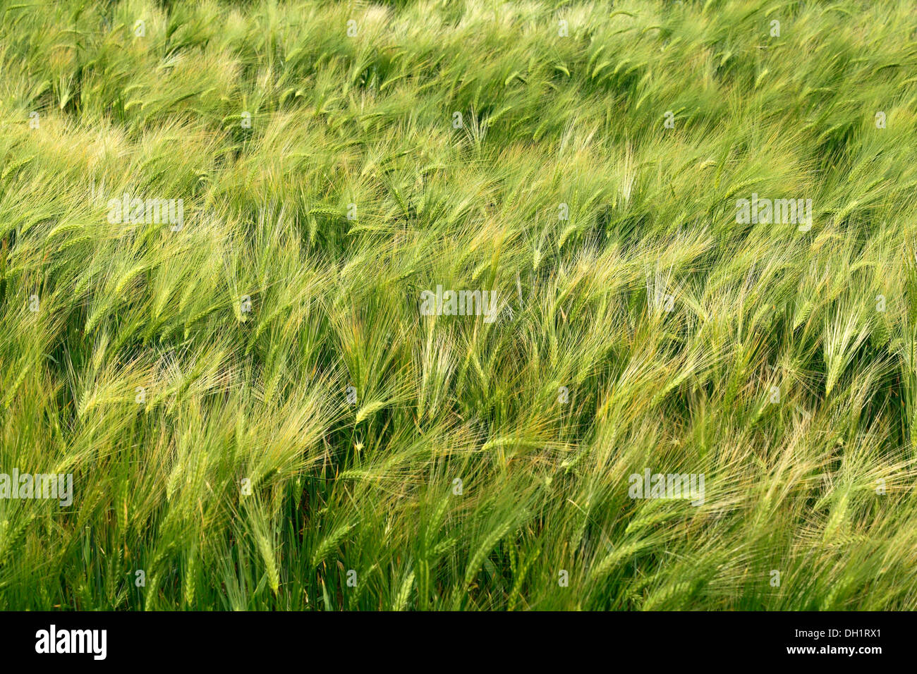 Gerste, Hordeum Vulgare, Landwirtschaft landwirtschaftliche Felder Getreide Ernte Feldfrüchte Norfolk UK Stockfoto