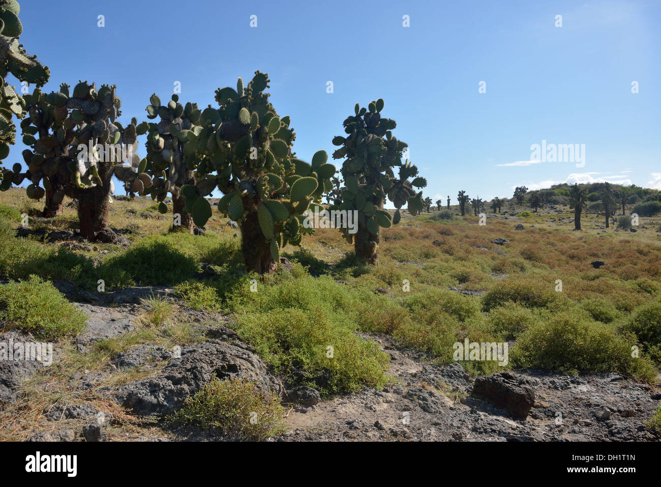 Feigenkakteen, Plaza Sur, Galapagos Stockfoto