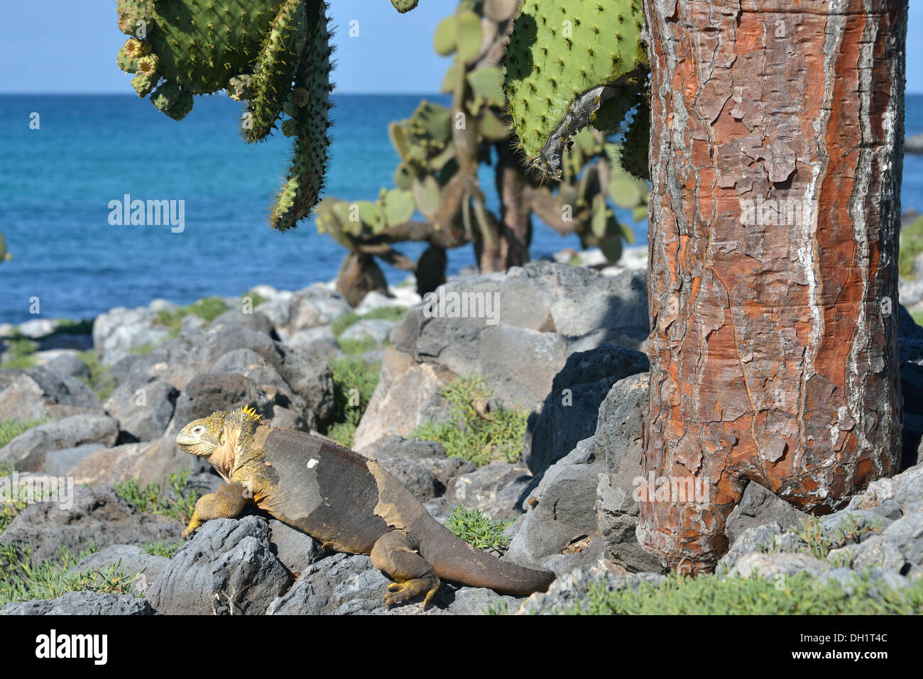 Land Iguana, Galapagos unter Feigenkaktus Stockfoto