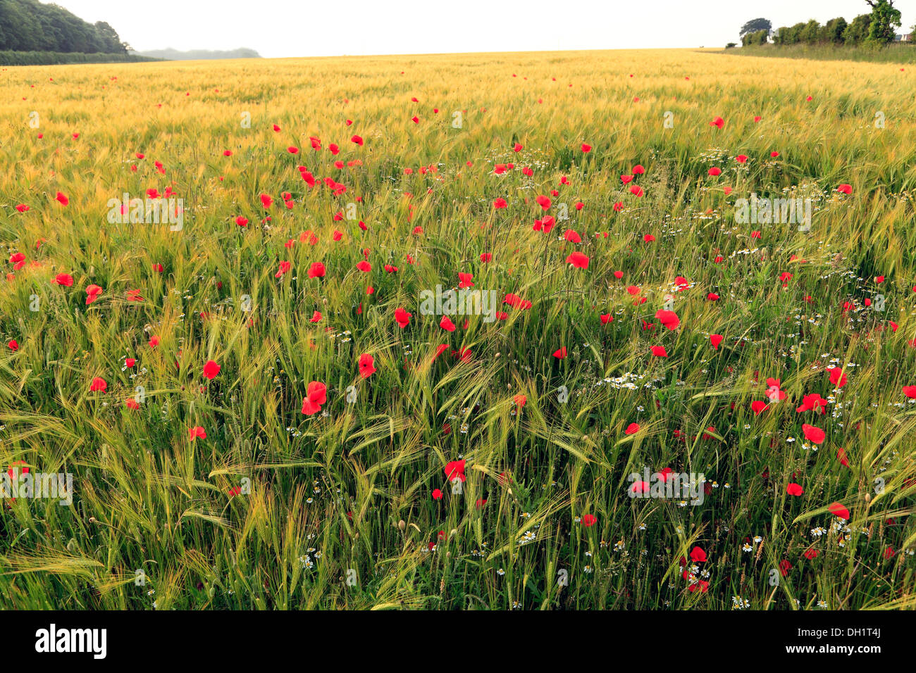 Gerste, Hordeum Vulgare, rote Mohnblumen Landwirtschaft landwirtschaftliche Felder Getreide Ernte Feldfrüchte Norfolk UK Stockfoto
