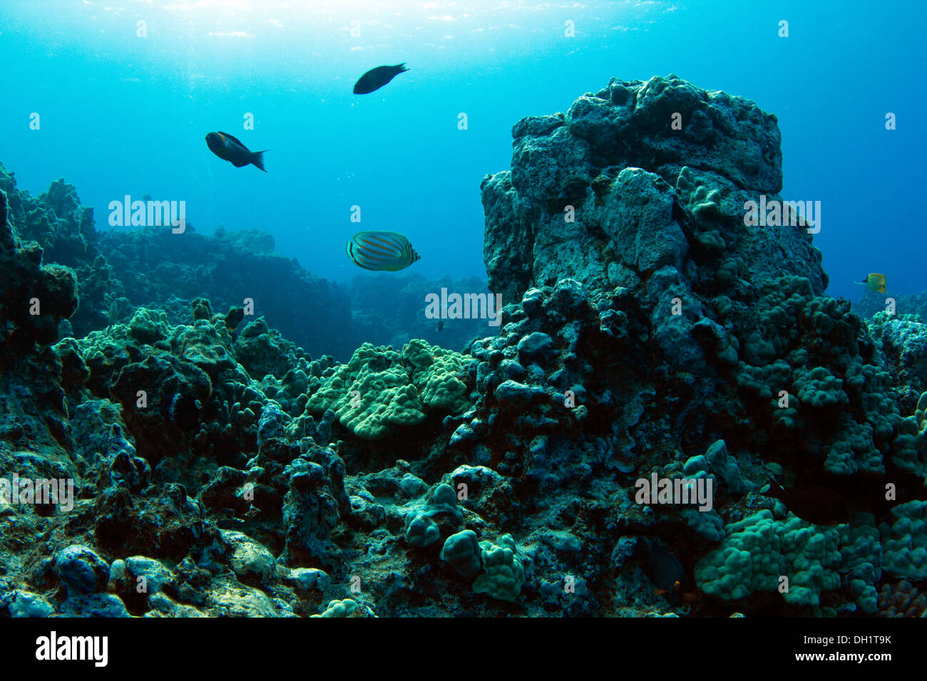 Riff, Tauchen an der Kohala Coast, Big Island, Hawaii, USA Stockfoto