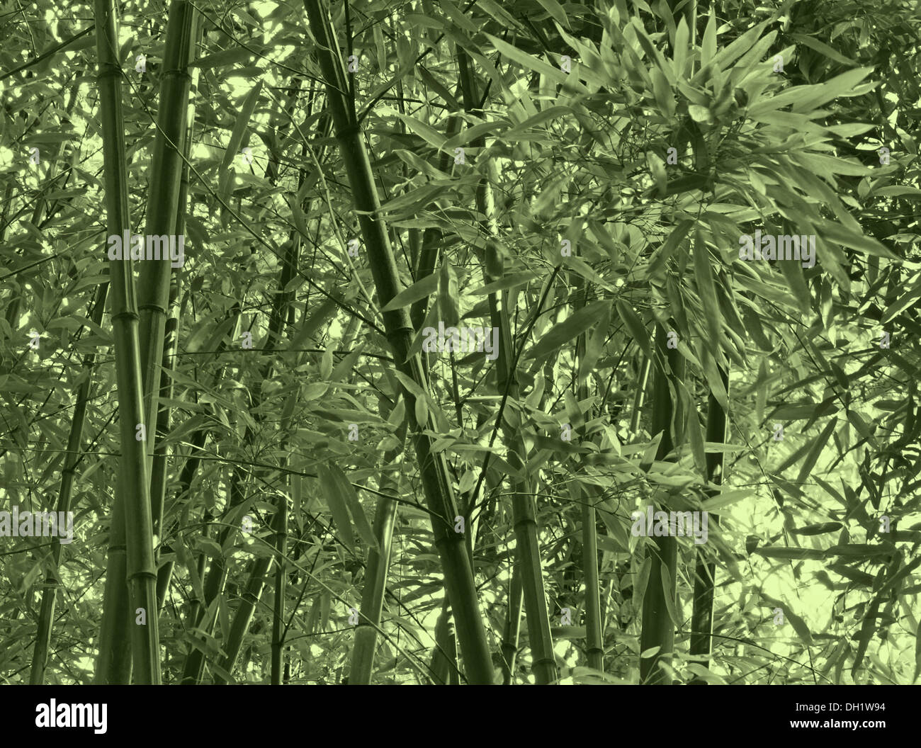 Bambus-Dschungel in grüner Farbe Stockfoto