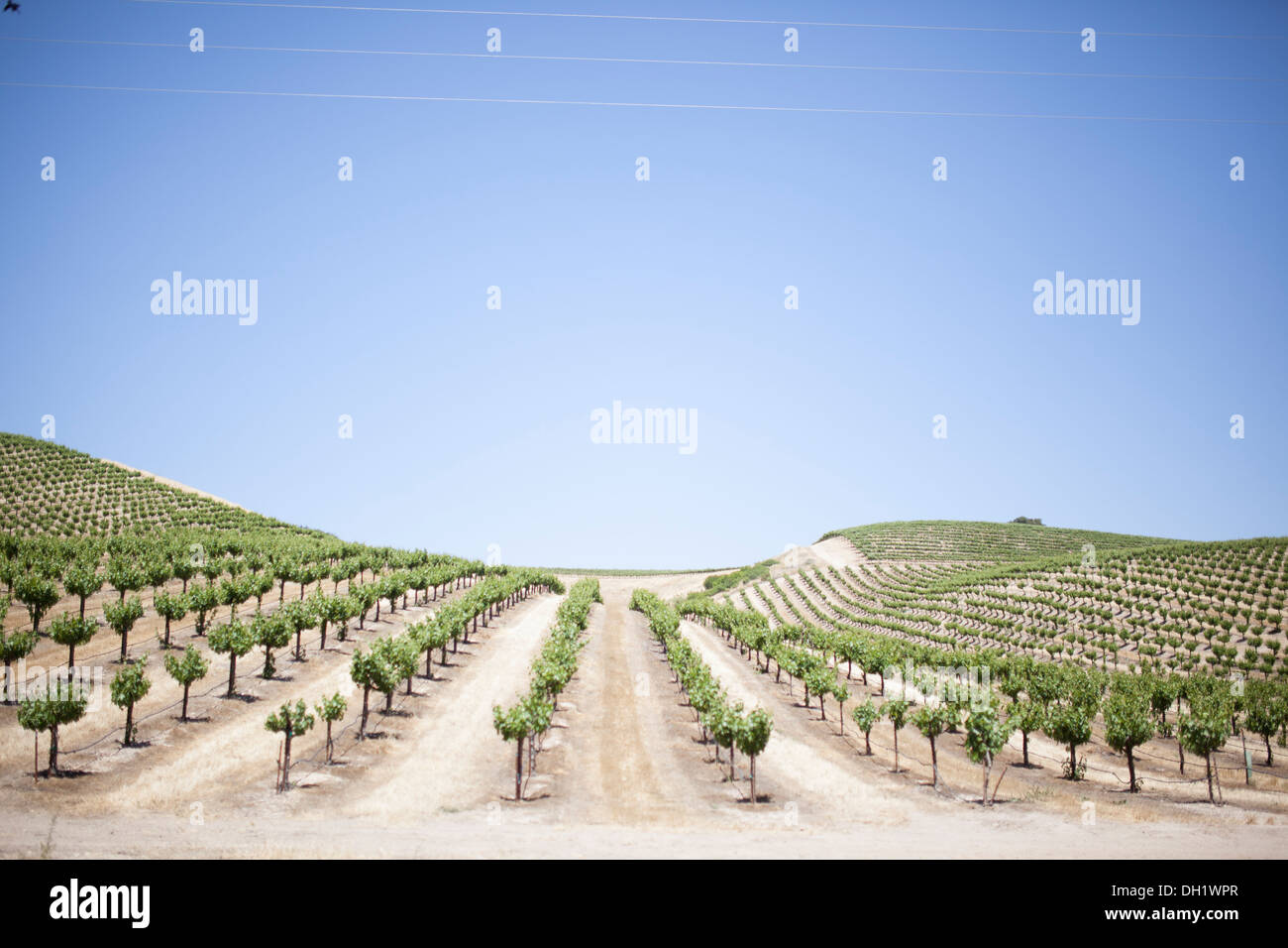 Weinland in Kalifornien. Stockfoto