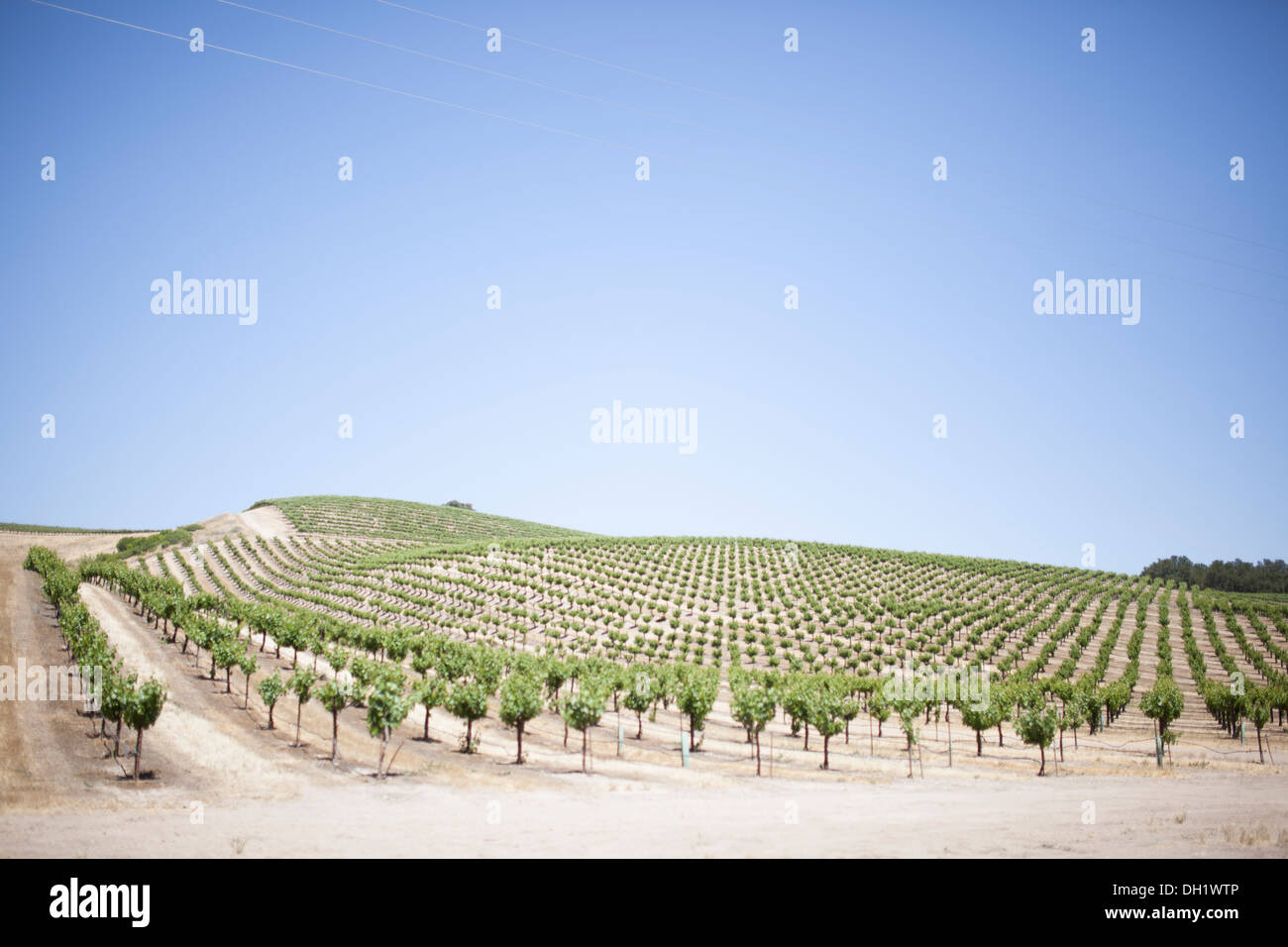 Weinland in Kalifornien. Stockfoto