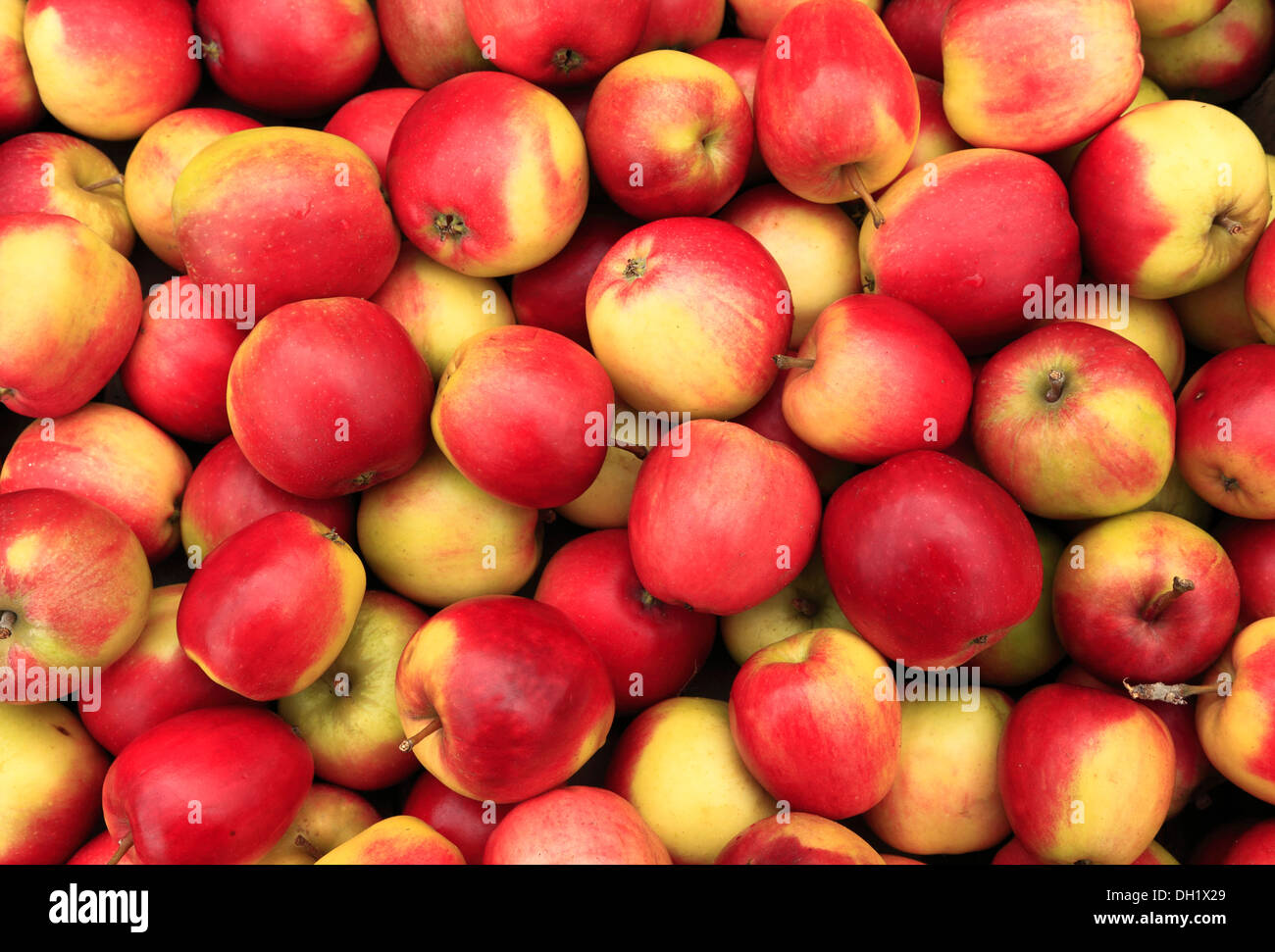 Anzeigen Apple "Worcester Pearmain", Hofladen, Äpfel UK Stockfoto