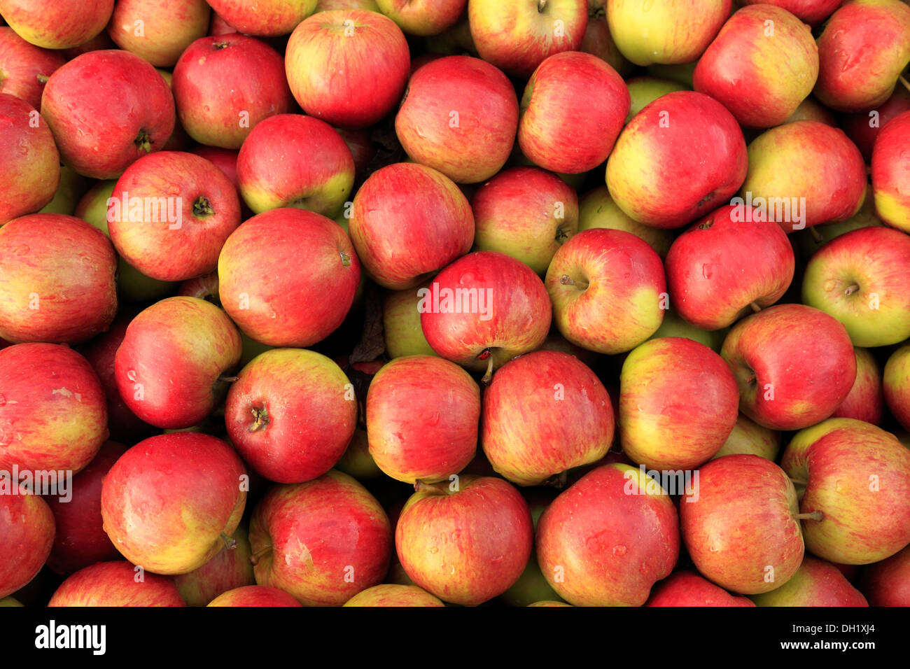 Apfel 'Laxtons Fortune', auf dem Bauernhof Schaufenster, Äpfel UK Stockfoto
