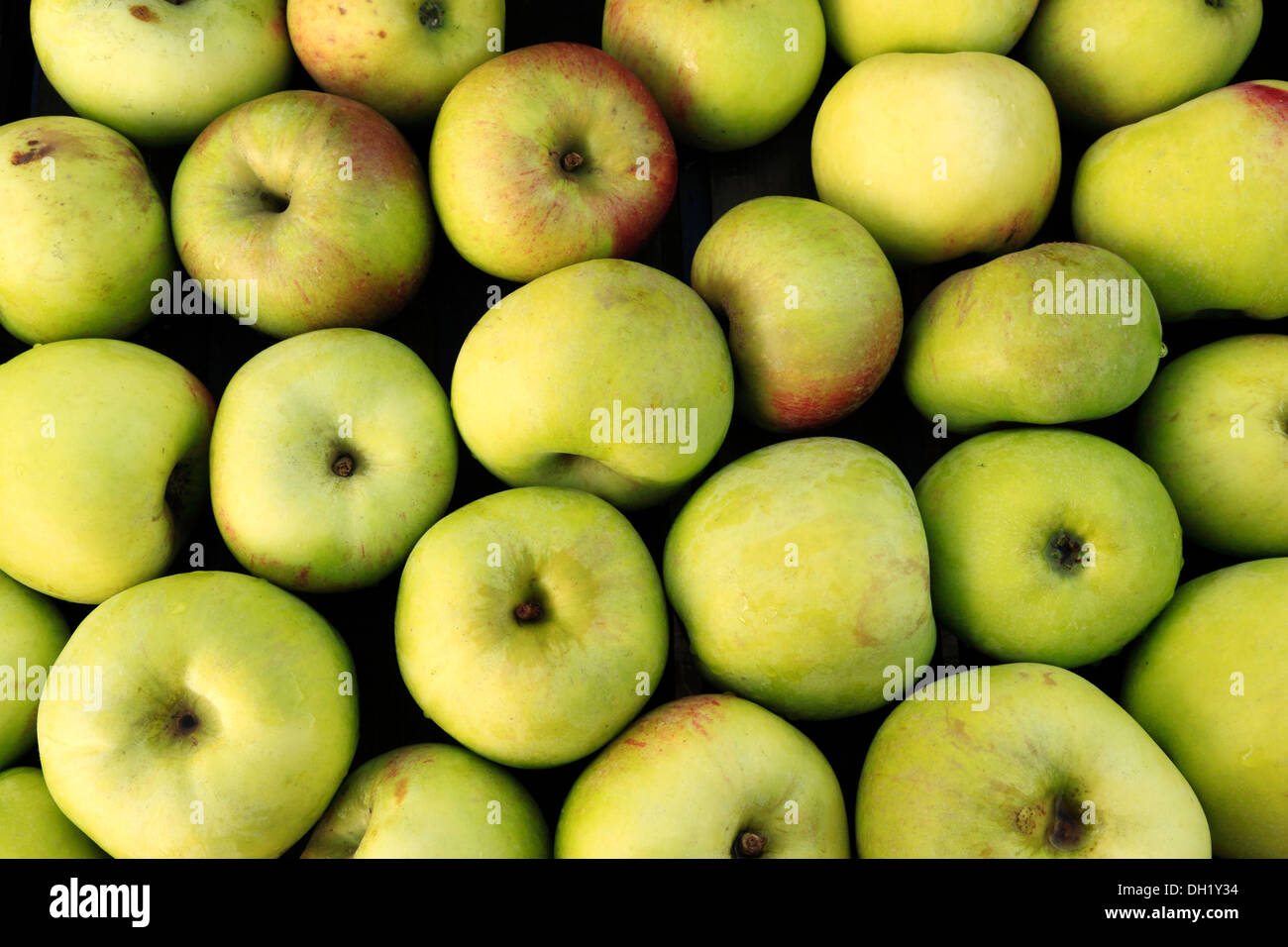 Apple "Peasegoods Nonsuch" Bauernhof-Schaufenster, Äpfel UK Stockfoto