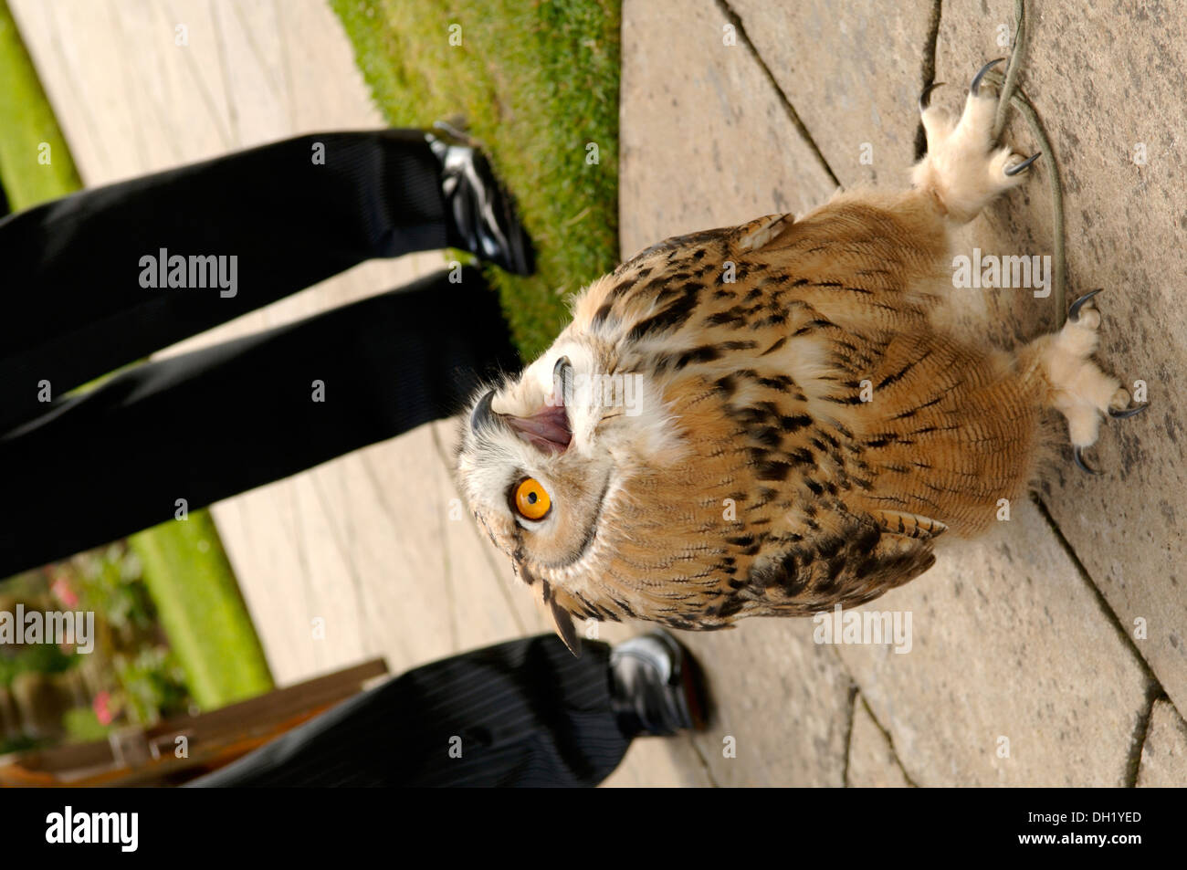 Falknerei-Vorführung, Falknerei die Jagd auf wild-Steinbruch in seinen natürlichen Zustand und Lebensraum durch den Einsatz von ausgebildeten Greifvogel. Stockfoto