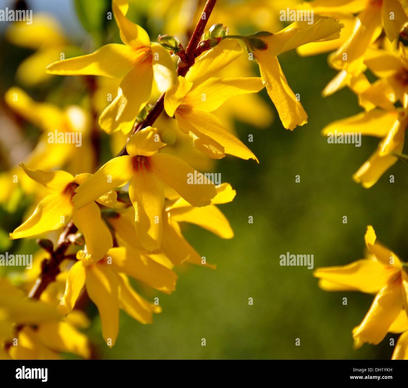 Forsythia shrub Fotos und Bildmaterial in hoher Auflösung Alamy