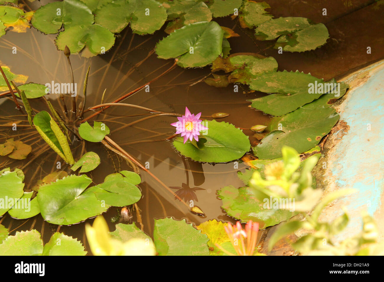 Nymphaea Blume in einem künstlichen Teich Stockfoto