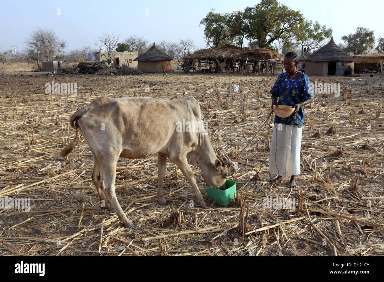 Frau im nördlichen Burkina Faso Fütterung Kuh Stockfoto