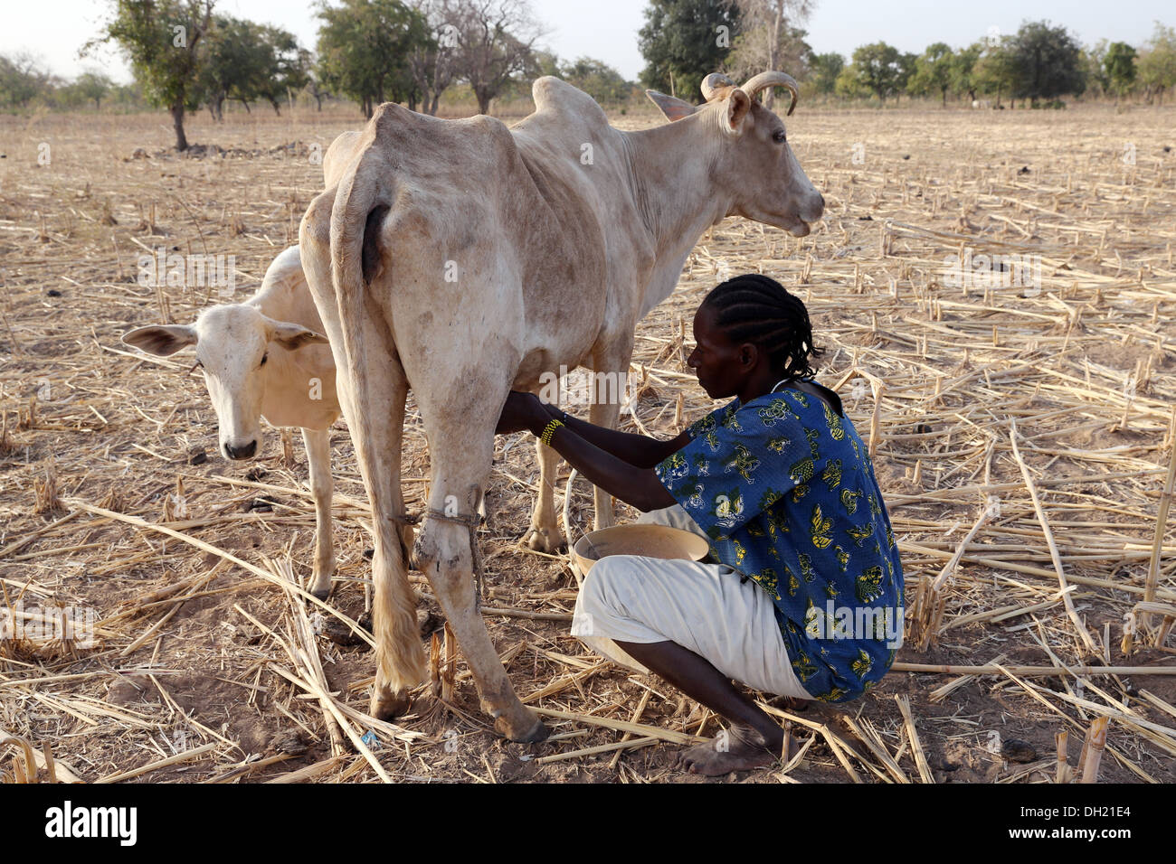 Frau im nördlichen Burkina Faso Kuh zu melken Stockfoto