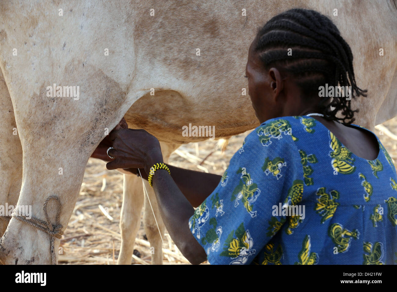 Frau im nördlichen Burkina Faso Kuh zu melken Stockfoto